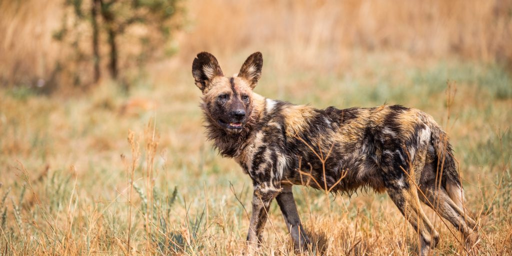 African Wild Dog