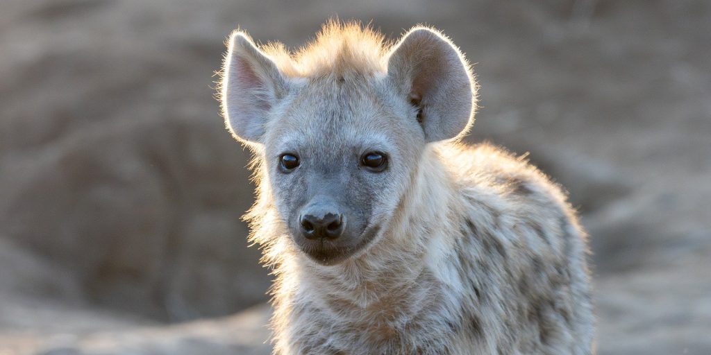 International Hyena Day