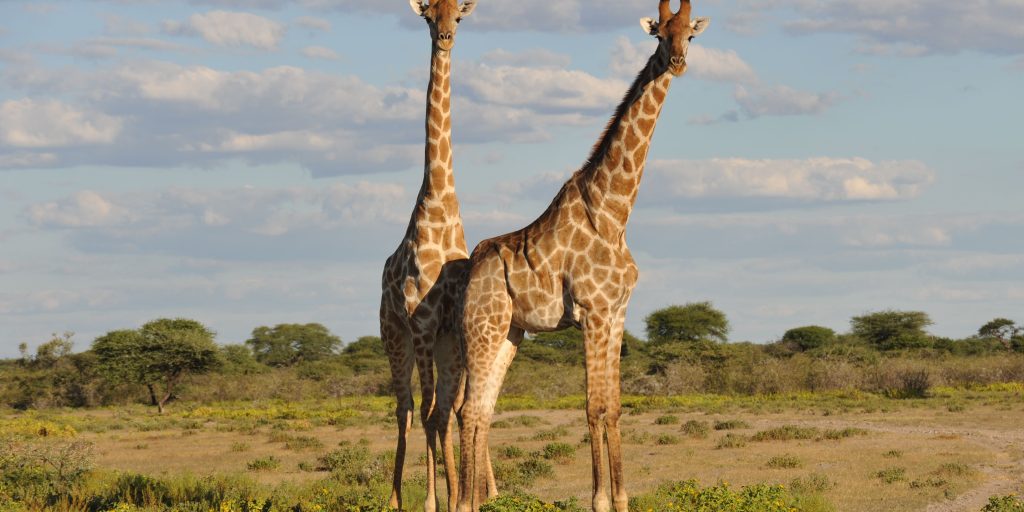 World Giraffe Day 1